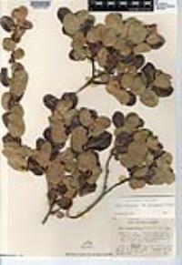 Rhus kearneyi image