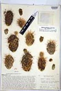 Cylindropuntia bigelovii image