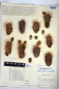 Cylindropuntia bigelovii image
