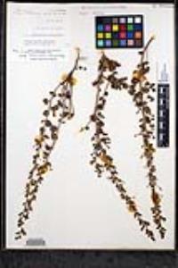 Sairocarpus pusillus image