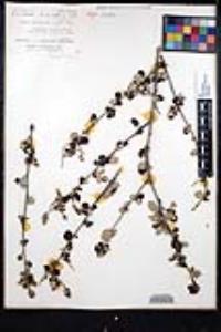 Ceanothus tomentosus image