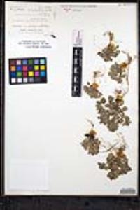 Scutellaria tuberosa image