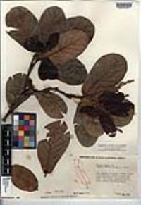 Quercus rugosa image