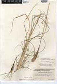 Leptochloa crinita image