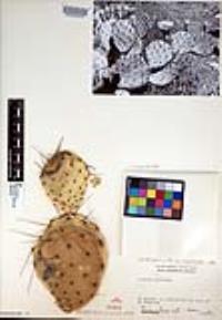 Opuntia phaeacantha image