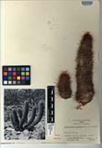 Mammillaria cerralboa image
