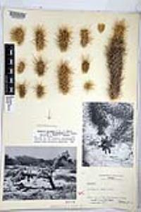 Cylindropuntia alcahes image