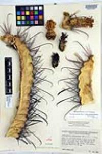 Ferocactus peninsulae image