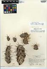 Cylindropuntia fulgida var. fulgida image