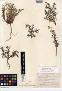 Cryptantha pterocarya f. pterocarya image