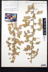 Sarcomphalus obtusifolius image