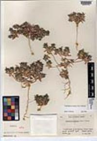 Loeseliastrum schottii image