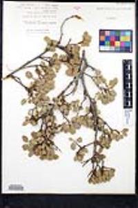 Rhamnus ilicifolia image