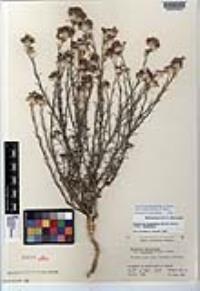 Eriastrum densifolium subsp. elongatum image