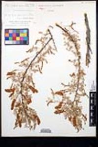 Senegalia greggii image