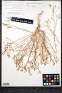 Bryantiella palmeri image
