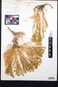 Fagonia densa image