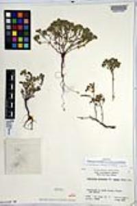 Eremocarya micrantha image