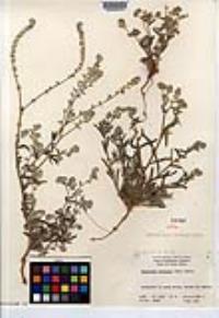 Cryptantha barbigera image