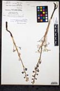 Delphinium parishii image