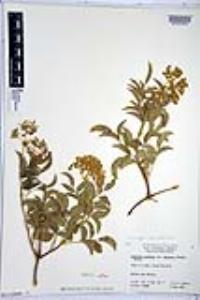 Sambucus cerulea image
