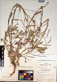 Boechera perennans image
