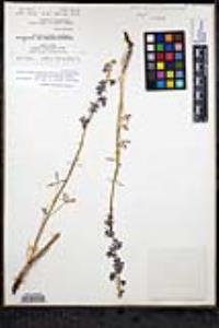 Delphinium parishii image