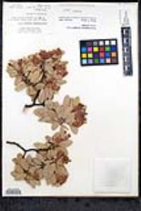 Arctostaphylos pringlei image