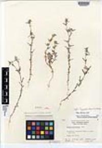 Logfia filaginoides image