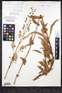 Penstemon spectabilis var. spectabilis image