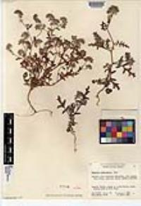 Phacelia cedrosensis image