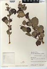 Rhus lentii image