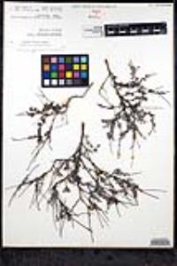 Eriogonum wrightii var. taxifolium image