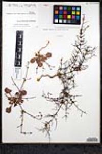 Eriogonum intricatum image