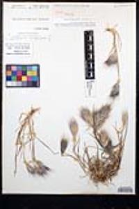 Bromus rubens image