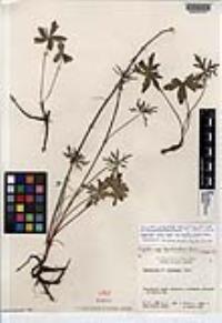 Delphinium patens subsp. hepaticoideum image