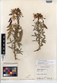 Peritoma arborea var. angustata image