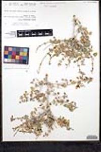 Salvia cedrosensis image