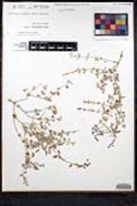 Salvia cedrosensis image