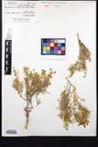 Fagonia densa image