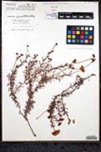 Eriogonum fasciculatum var. flavoviride image