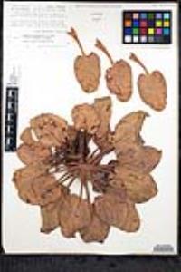 Eriogonum angelense image