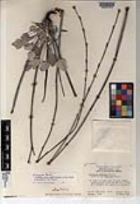 Eriogonum elongatum image