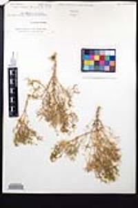 Fagonia densa image