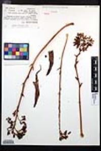 Dudleya cultrata image