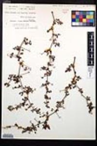 Cardiospermum tortuosum image