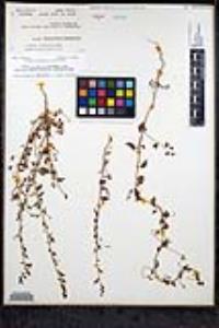 Sairocarpus pusillus image
