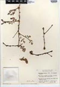 Pachycormus discolor image