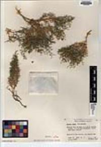Fagonia densa image