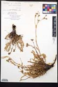 Horkelia clevelandii image